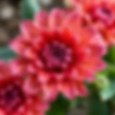 Detailed View of Acan Flower Close-up of Acan flower showcasing intricate details