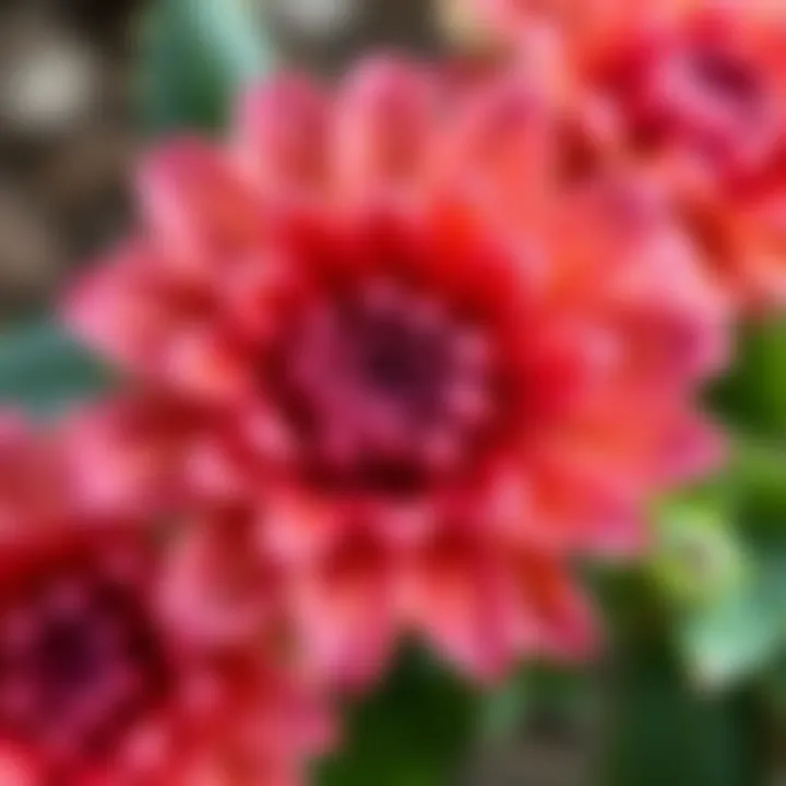 Detailed View of Acan Flower Close-up of Acan flower showcasing intricate details