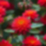 A vibrant Acan flower in natural habitat