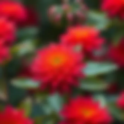 A vibrant Acan flower in natural habitat