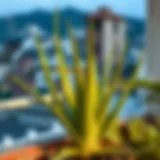 Aloe vera plant thriving on a balcony