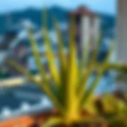 Aloe vera plant thriving on a balcony