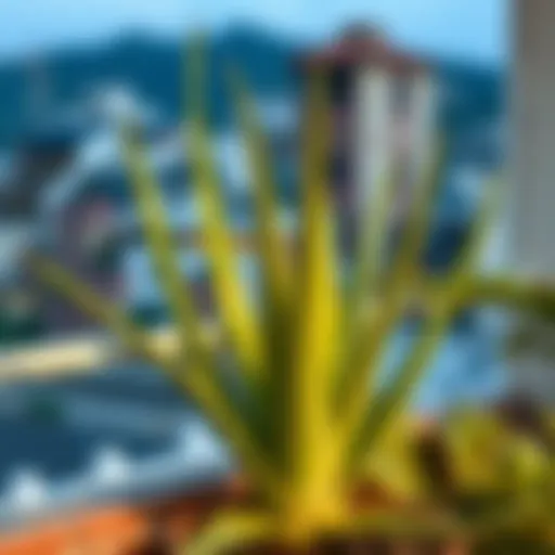 Aloe vera plant thriving on a balcony