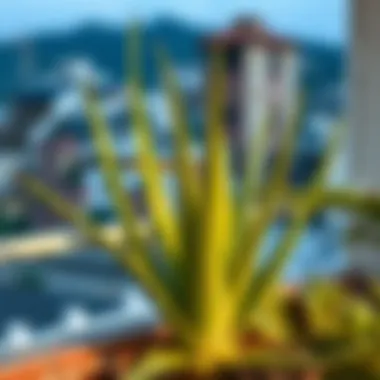 Aloe Vera Thriving on a Balcony Aloe vera plant thriving on a balcony