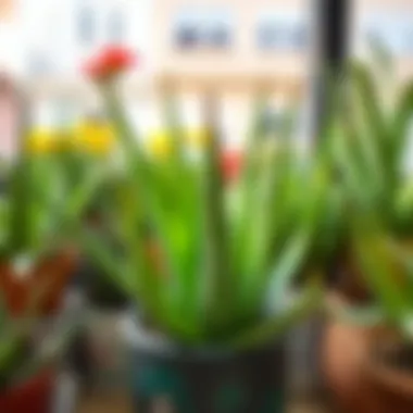 Varieties of Aloe Vera in Pots Different varieties of aloe vera plants in pots