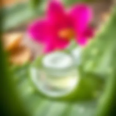 Close-up of aloe vera gel extracted from the leaf