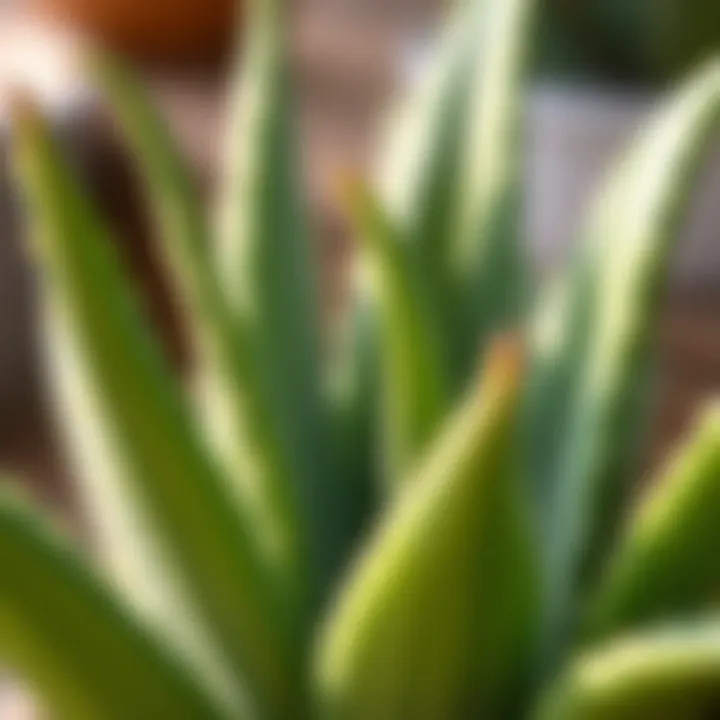 Close-Up of Aloe Vera Leaves Close-up of aloe vera leaves showcasing their texture