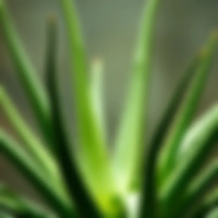 Different light conditions for aloe vera growth