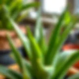 Vibrant green aloe vera plant with fresh leaves