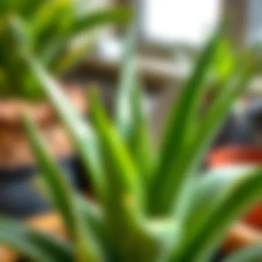 Vibrant green aloe vera plant with fresh leaves