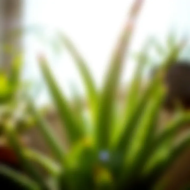 Vibrant aloe vera plant thriving in natural sunlight