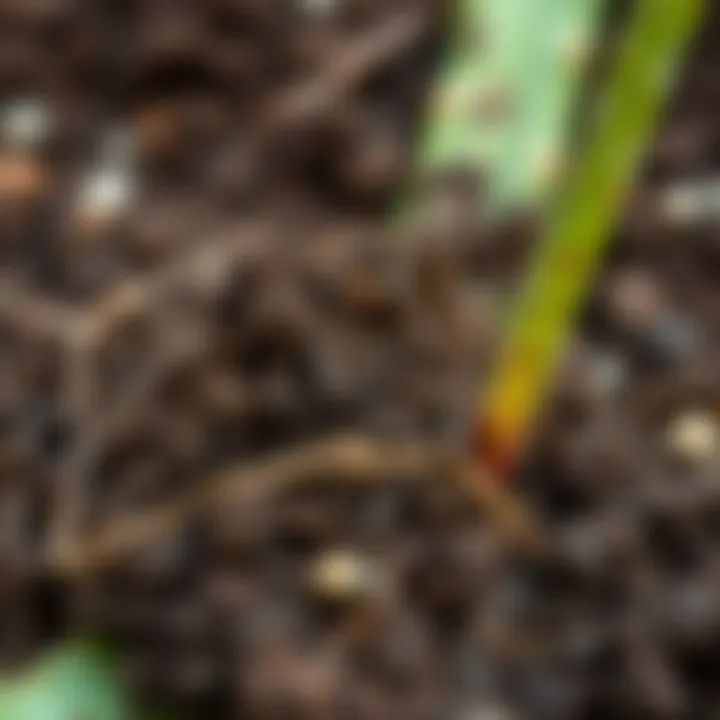 Close-up of aloe vera soil mixture for optimal growth