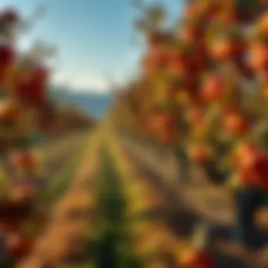 A serene landscape view of an orchard with fruit-laden trees during fall