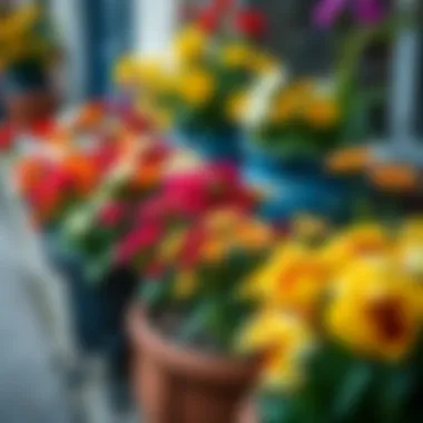 Colorful Blooms in Pots Close-up of colorful blooming flowers in pots