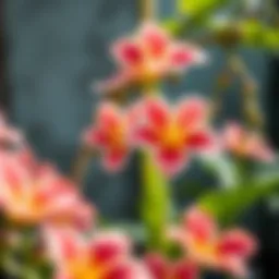 Healthy flowers thriving with natural banana peel water