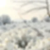 A serene landscape showcasing the purity of white in nature.