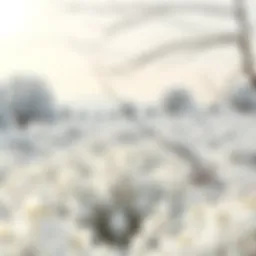 A serene landscape showcasing the purity of white in nature.