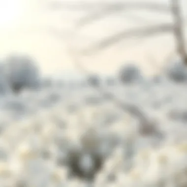 The Purity of Nature A serene landscape showcasing the purity of white in nature.