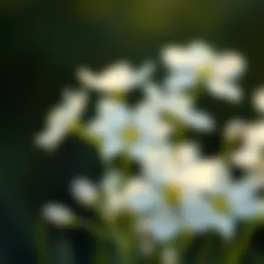 Innocence and New Beginnings A close-up view of white flowers representing innocence and new beginnings.