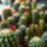 A collection of various cactus species showcasing their unique shapes and sizes