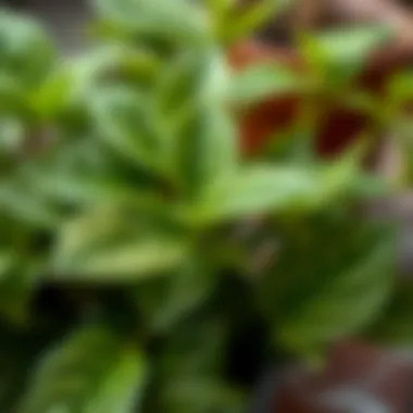 Close-up of a lush green potted plant with detailed leaves