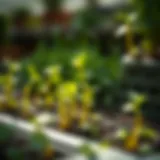 Nurturing seedlings in a lush environment