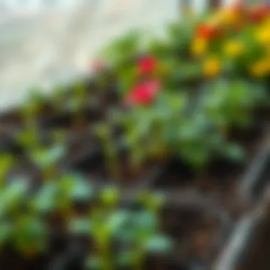 Diverse range of seedlings