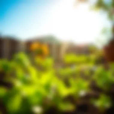 Ideal planting conditions with sunlight