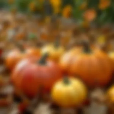 A close-up of freshly picked apples and pumpkins amidst fallen leaves