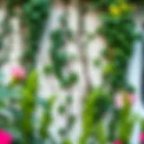 Charming garden wall adorned with climbing plants