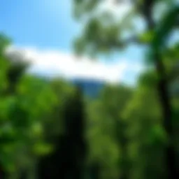 A serene forest landscape featuring vibrant green foliage and blue skies.