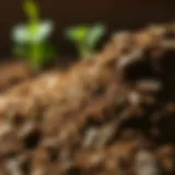 Close-up of rich humus soil texture