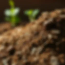 Close-up of rich humus soil texture