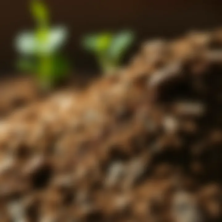 The Texture of Humus Soil Close-up of rich humus soil texture