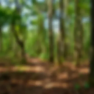 A forest trail ideal for hiking and outdoor activities