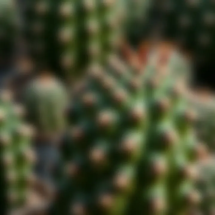 Close-up of a Cactus Showcasing Its Unique Texture and Colors Close-up of a cactus showcasing its unique texture and colors