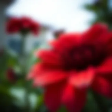 Close-up view of the intricate petals of the red top flower