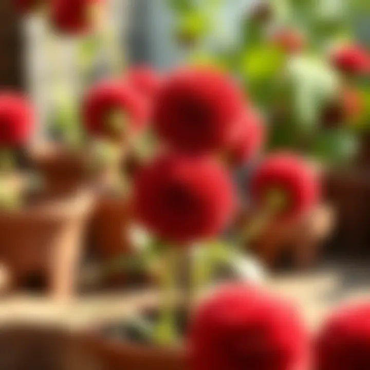 Cultivation tips for growing red spherical flowers in pots