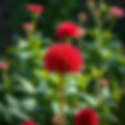 Vibrant red spherical flower in a garden setting