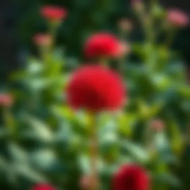 Vibrant red spherical flower in a garden setting