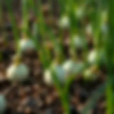 Close-up of healthy winter onion sprouts