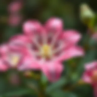 Close-Up of a Beautiful Kokina Flower A close-up of a Kokina flower showcasing its intricate details