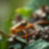 A close-up view of a dry leaf insect blending with natural foliage