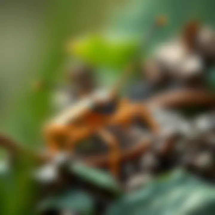 A close-up view of a dry leaf insect blending with natural foliage