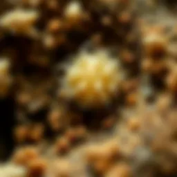 Mold spores under a microscope