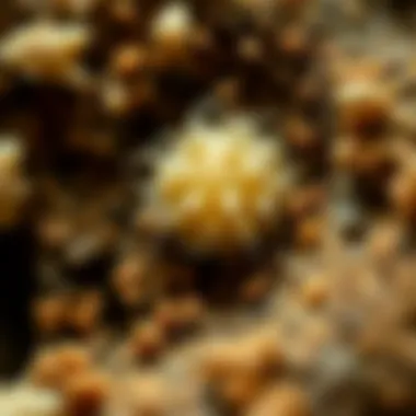 Understanding Mold Growth Mold spores under a microscope