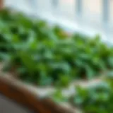 Freshly harvested mint leaves arranged for drying