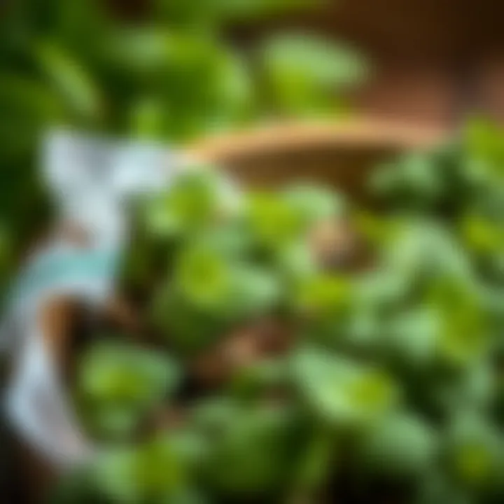 Optimal Storage for Dried Mint Proper storage conditions for dried mint