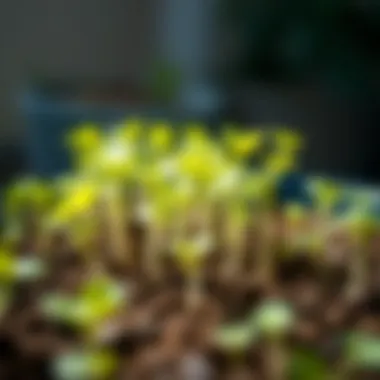 Vibrant Seedlings Ready for Growth Healthy seedlings ready for transplanting