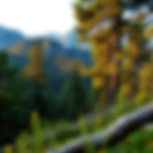 Stunning view of Olimpos forest landscape